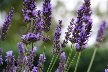 Sommer Garten der Sinne