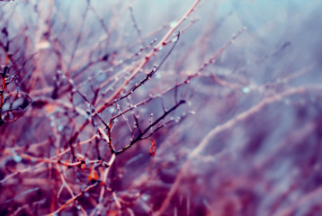 Rain drops on the plant branch. Autumn nature background.