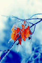Red leaves of the plant covered with frost in winter. Nature.