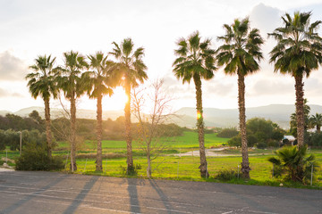 Obraz na płótnie Canvas silhouettes of palm trees on sunset