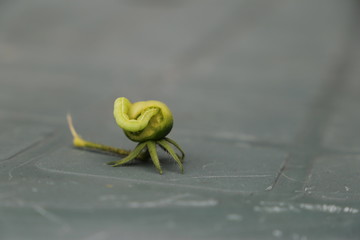 Green caterpillar eats a green tomato fruit