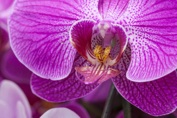Beautiful Orchid flower, The orchid are well known for the many structural variations in their flowers.