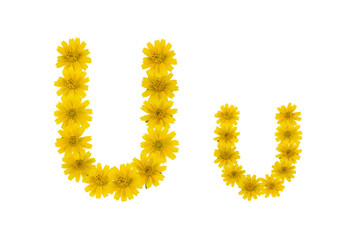 Obraz premium Letter U, alphabet made from yellow Wedelia flowers isolated on white background