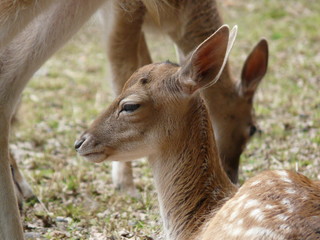 Obraz premium Biche et faon