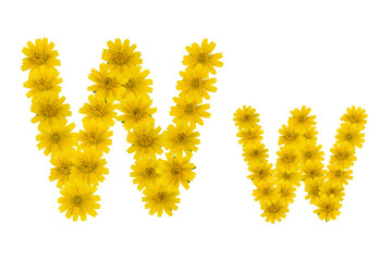 Obraz premium Letter W, alphabet made from yellow Wedelia flowers isolated on white background