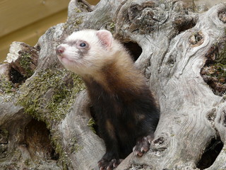 Obraz premium Furet