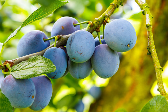 Prunus Domestica - Zwetschgen