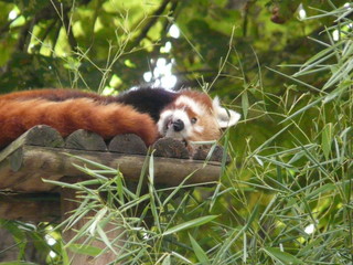 panda roux