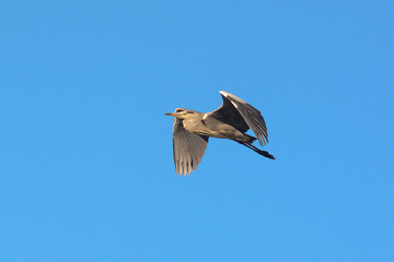 Airone cenerino (Ardea cinerea) in volo