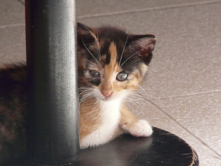Chaton