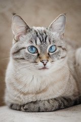 Grey tabby cat with lovely blue eyes