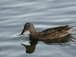 Canard solitaire