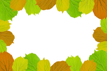 Frame from green leaves on white background for isolated, Frame by green leaf, orange leaf and yellow leaf, Free space by green leaves on white background for cut off