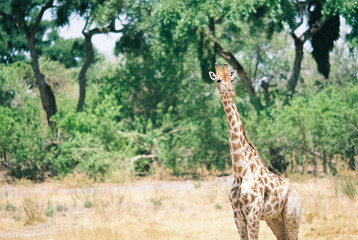 Giraffe
