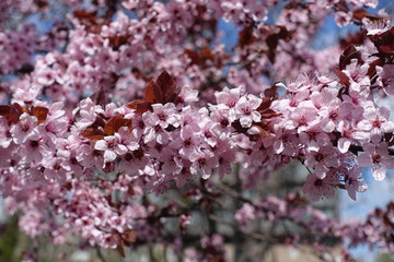 Blossoming branch of prunus pissardii in spring