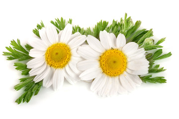 Fototapeta na wymiar two chamomile or daisies with leaves isolated on white background
