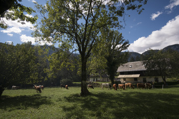 Obraz premium Bohinj cow ball and festival. Celebrating the return of cattle from from high pastures where they graze in summer.