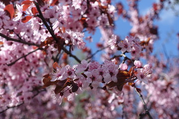 Purple leafed plum blossom against the sky