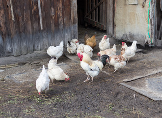 livestock. chickens walk around the yard