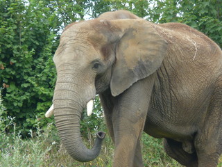 Elephant