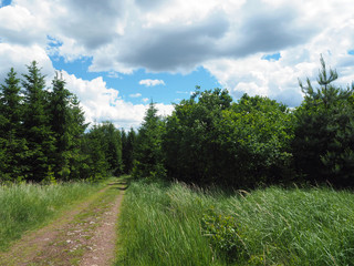 footpath in the spring assorted forest