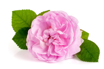 wild rose blooming flower isolated on a white background © kolesnikovserg