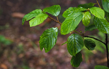 Fototapeta na wymiar close up ants on a wet beech tree branch