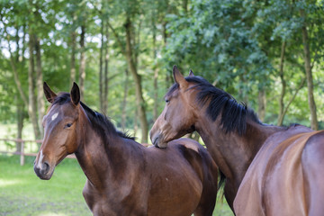 Pferdeweiden in Niedersachsen