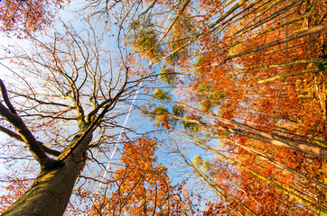 Invitation to dream, silence, relaxation, timeout, happiness: wonderful day in autumn forest :)