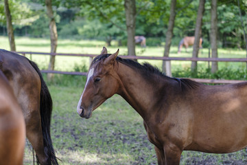 Pferdeweiden in Niedersachsen
