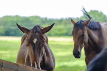 Naklejka premium Pferdeweiden in Niedersachsen