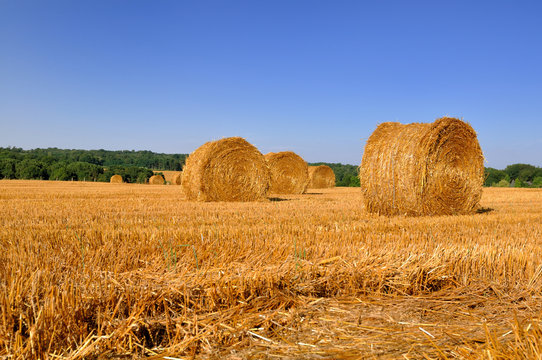 ballots de paille dans un champ sous ciel bleu