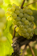 Grapes on Vine