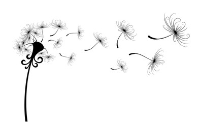 Flower field dandelion.  © designer_an