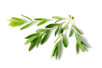 Sprig of fresh thyme isolated on a white background