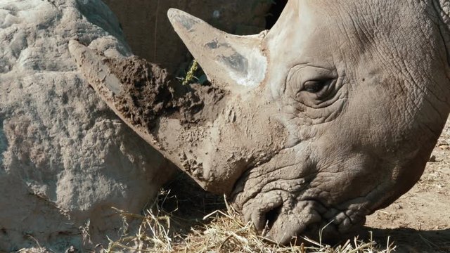 Portrait of an Idian Rhino