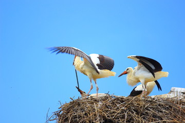 Young white storks eating snake in nest