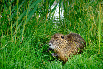 Nutria, fressend