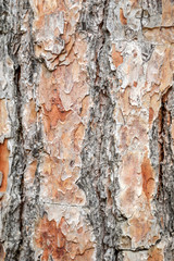 Obraz premium Bark of a tree