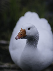 weiße Gans sieht in die Kamera