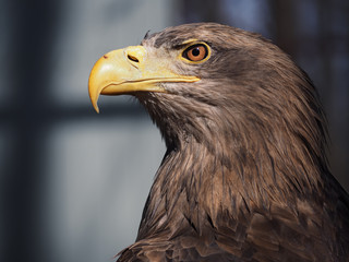 Eagle dangerous portrait head from left isolated