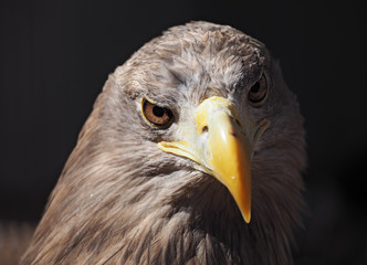 Eagle dangerous portrait head looking at camera