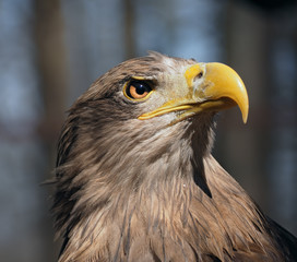 Eagle dangerous portrait head looking up