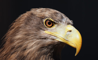 Eagle dangerous portrait head view from right side isolated