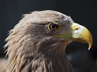 Eagle dangerous portrait head view from right side
