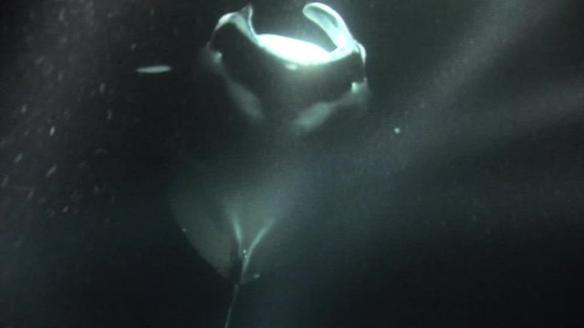 Stingray II