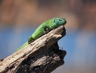 Naklejka na ściany i meble Green lizard laying at the wood stick at tree at the air close-up