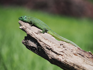 Naklejka na ściany i meble Green lizard laying at the wood stick at tree at the air