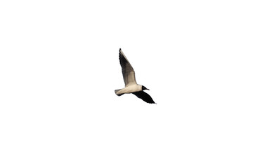 Seagull in flight isolated at white