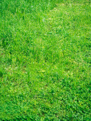 Green background of grass and leafs